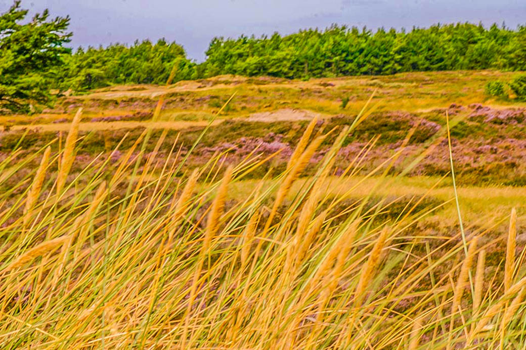 Die Dünenheide hinter Neuendorf